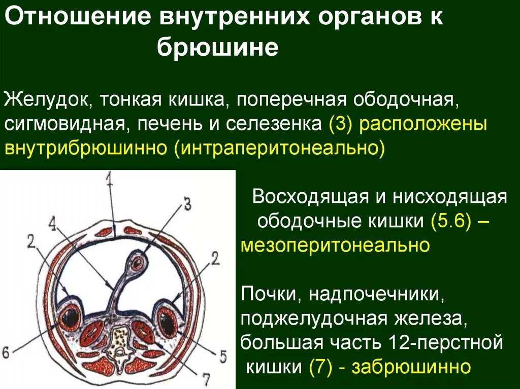 Брюшина толстой кишки. Отношение кишки к брюшине. Тонкий кишечник отношение к брюшине. Отношение к брюшине толстой кишки. Отношение Толстого кишечника к брюшине.