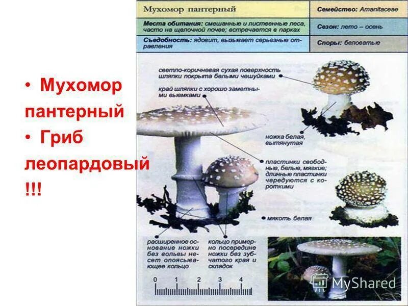 Какой тип питания характерен для мухомора пантерного. Мухомор пантерный и мухомор красный. Мухомор пантерный ядовитый. Гриб мухомор пантерный. Мухомор пантерный шляпка снизу.