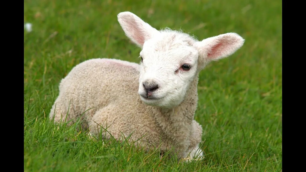 What are Lamb Chops? (with pictures) Cute baby animals, Baby animals, Animals