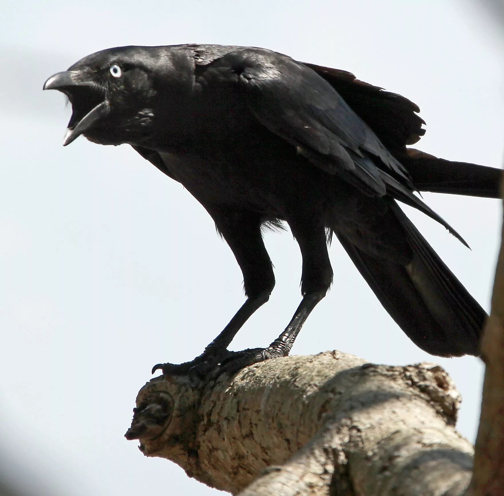 Грач каркает. Ворон principalis. Толстоклювый ворон Corvus crassirostris. Ворон каркает. Ворона сидит и каркает