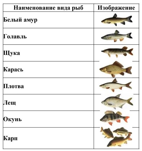 Виды рыб. Виды рыб водоемов. Какие виды рыб разводят. Рыбы которые разводят в прудах. Породы разводимых рыб