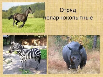 Представители непарнокопытных