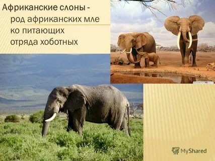 Какого рода африка