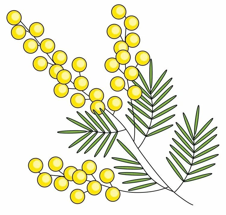 Как нарисовать веточку мимозы. Пижма Мимоза. 'Мимозы ветка мимозы. 1 Веточка мимозы. «Веточка мимозы» Никография.