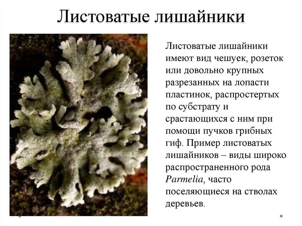 Лишайники кустовые листовые накипные. Листоватые лишайники описание. Лишайник цетрария автотроф или гетеротроф. Листоватые лишайники. Лишайники накипные листоватые кустистые.