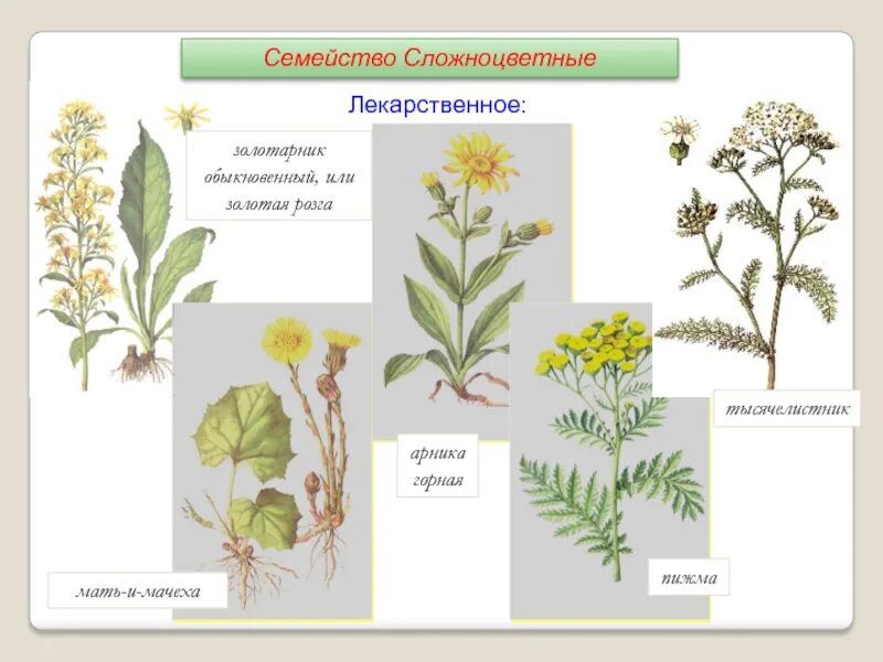 Лекарственные растения семейства сложноцветных. Сложноцветные золотарник. Астровые Покрытосеменные. Семейства покрытосеменных сложноцветных.