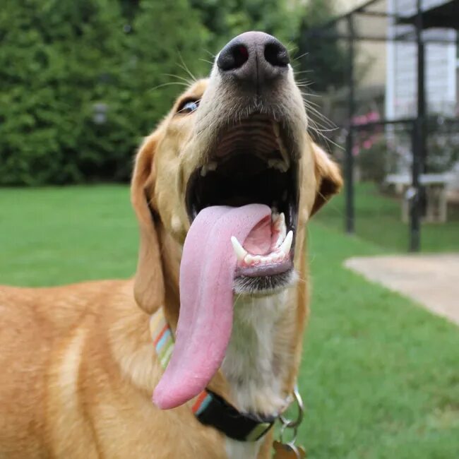 Ronda s dog is not long перевод. Dog tongue. Собака Айскрим.