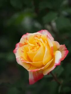 Marvels rose