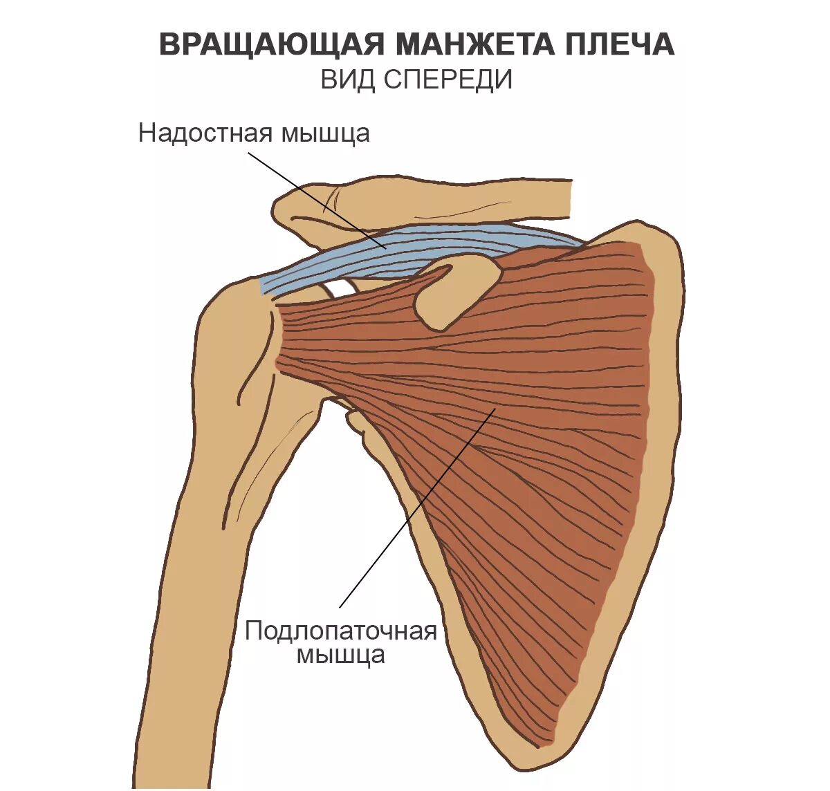 Мышцы ротаторной манжеты плечевого сустава. Ротаторная манжета плечевого сустава анатомия. Ротаторнвя мвнжета мышцы. Надостная мышца плечевого сустава анатомия. Повреждения правого плечевого сустава