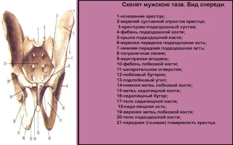 Подвздошная кость. Скелет мужского таза вид спереди. Суставные поверхности подвздошной кости. Подвздошная кость анатомия.