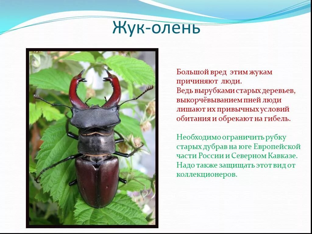 Записать жук. Жук рогач описание. систематика жука оленя. жук олень описание. жук-олень красная книга.