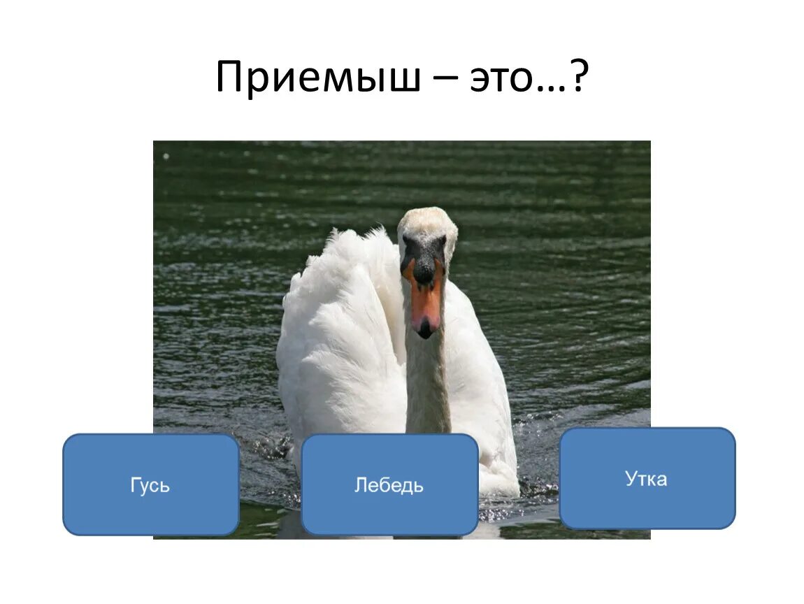 Тест по чтению приемыш. Приёмыш мамин Сибиря лебедь. Лебедь приемыш. Приемыш описание лебедя. Лебедь из приемыша.