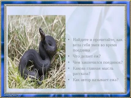 Главная мысль рассказа чибисы