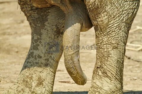 Royalty free image of penis elephant by mariephotos 