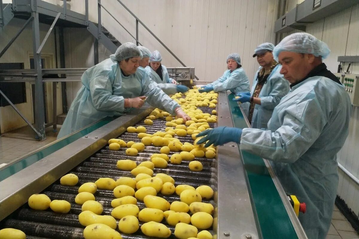 Производства продукции картофеля. Кашира завод чипсов. Переработка сельскохозяйственной продукции. Цех пищевого производства. Завод по переработке картофеля упорово.
