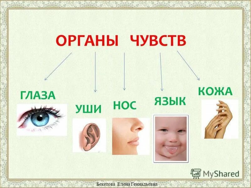 Тест органы чувств 9 класс. Органы чувств. Презентация на тему органы чувств. Органы чувств для дошкольников. Органы чувств рисунок.