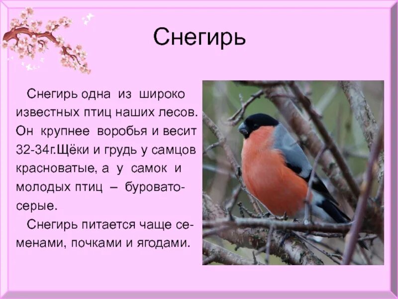 Рассказ про птиц 2 класс окружающий мир. Описание снегиря. Снегирь птица описание. Рассказ про снегиря. Снегирь кратко.