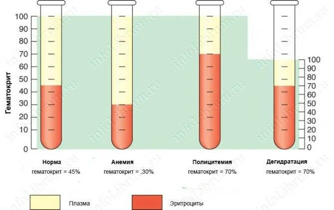 Повышенные эритроциты и гематокрит у ребенка