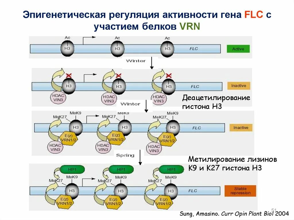 Эпигенетическая регуляция экспрессии генов. Регуляция процессов развития растений. Эпигенетическая регуляция. Уровни регуляции генной активности. Эпигенетическая регуляция металлопротеиназ.