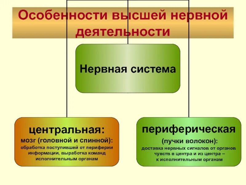 Особенности высшей нервной деятельности. Особенности высшей нервной деятельности человека. Особенности ВНД человека. Высшая нервная деятельность особенности. Высшая нервная деятельность человека основа