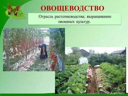 Плодоводство что выращивают