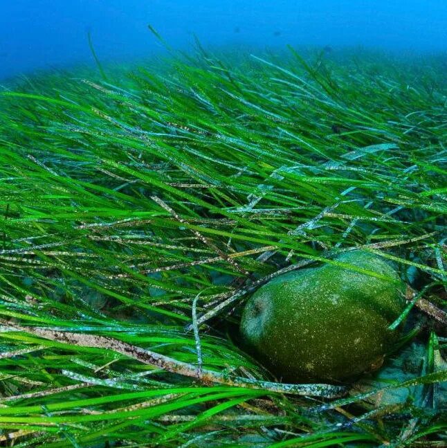 Водоросли. Зелёные водоросли. Цианобактерии.