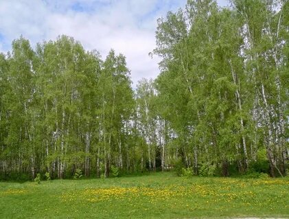 Березовая поляна