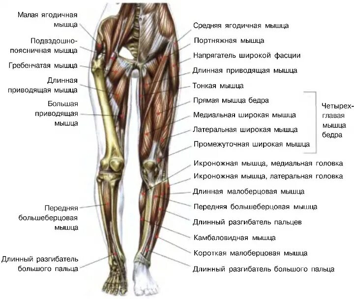 Анатомия бедра кости с мышцами. Анатомия нижней конечности мышцы и связки. Нога строение ноги мышцы. Строение мышц бедра человека. Часть ноги на б