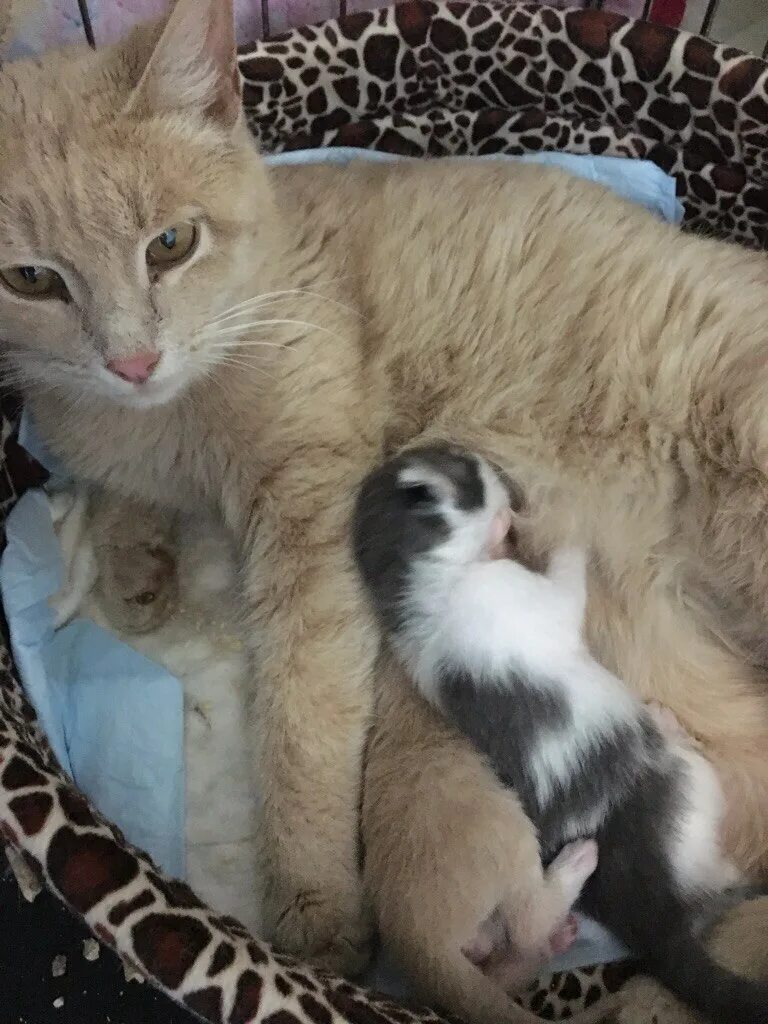 Сколько лет котятся кошки