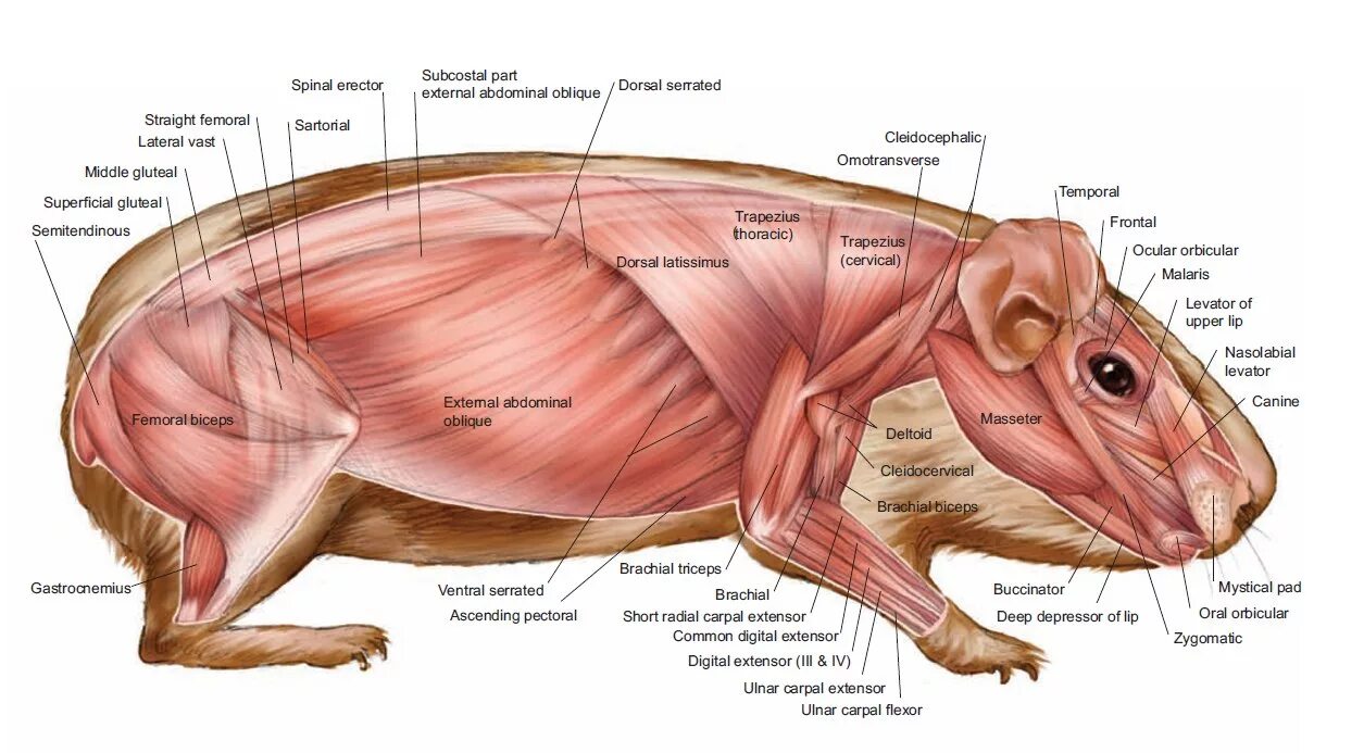 Мускулатура млекопитающих. Строение скелета морской свинки. Строение морской свинки анатомия. Строение морской свинки анатомия внутренние органы. Анатомия морской свинки скелет.