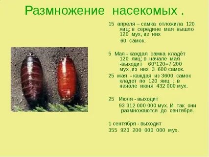 Размножение насекомых