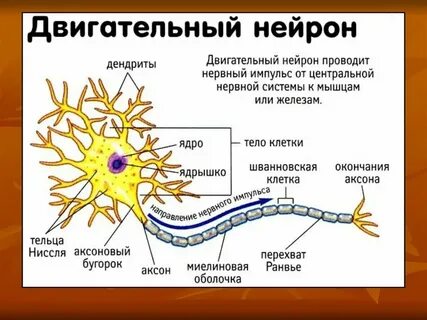 Передают нервные импульсы к рабочим органам