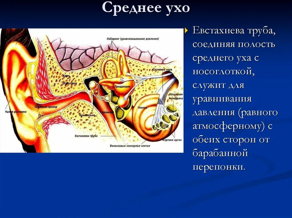 Давление в среднем ухе атмосферное