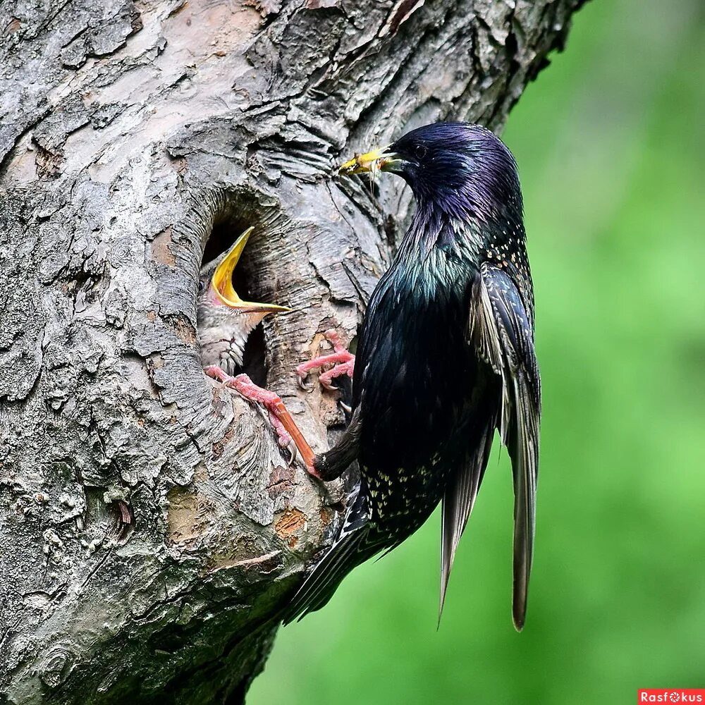 скворец сибирский. птица возле скворечника. скворец в скворечнике. скворченок или скворчонок правило. весна скворечник.