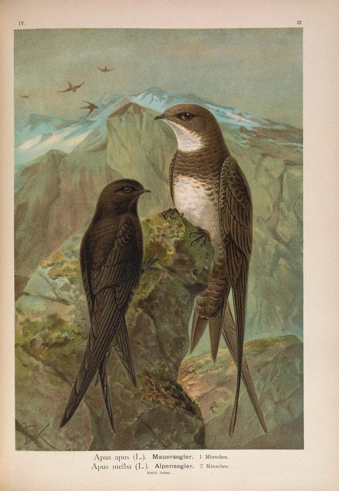 Птица история. APUS APUS рисунок. Чёрный Стриж. Mauersegler птица. Johann Friedrich Naumann иллюстрации.