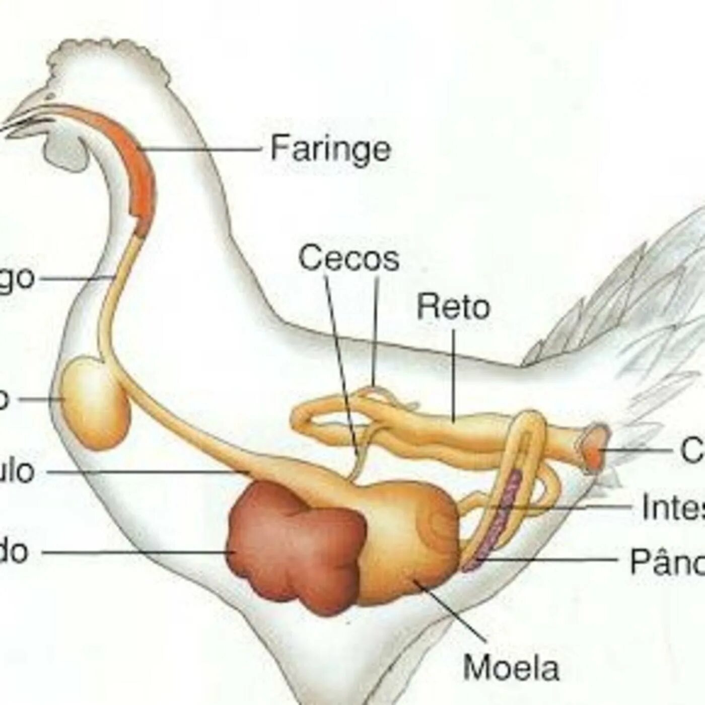 Схема пищеварительной системы птицы. Пищеварительная система птиц последовательность. Система пищеварения птиц анатомия. Пищеварительная система клоака. Что находится в мускульном желудке птицы
