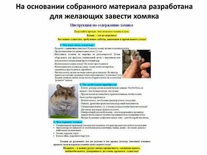 Хочу завести хомяка