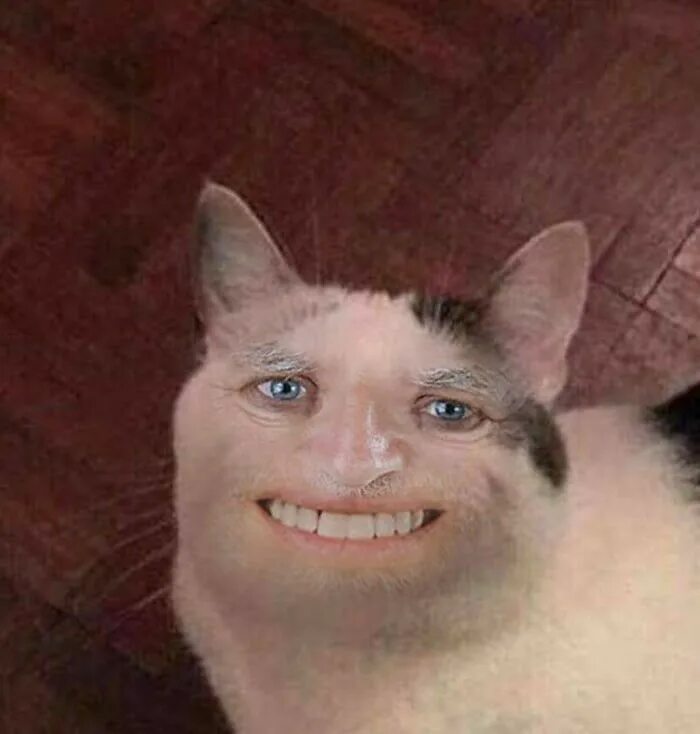 Boys will be boys in 2020 Animal memes, Funny cat faces, Funny animals