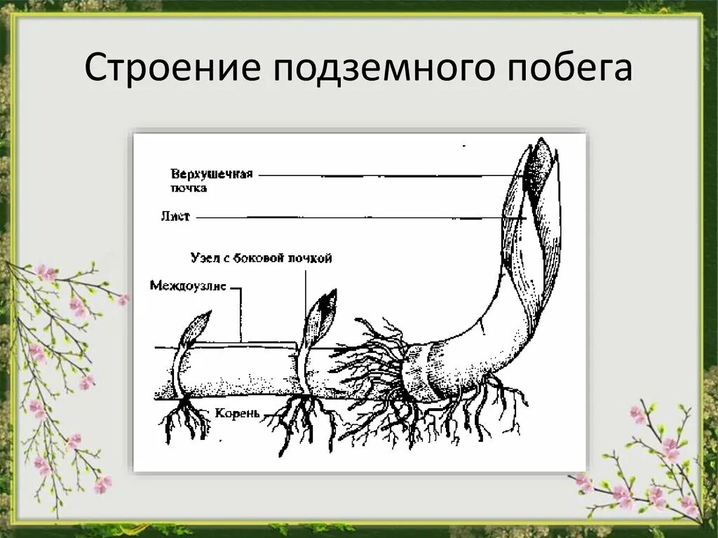 Изучить строение подземных побегов. Строение подземных побегов клубня. подземные побеги. подземные видоизмененные побеги строение. строение подземных побегов 6 класс.