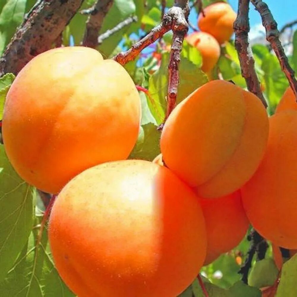 Опылитель для абрикоса