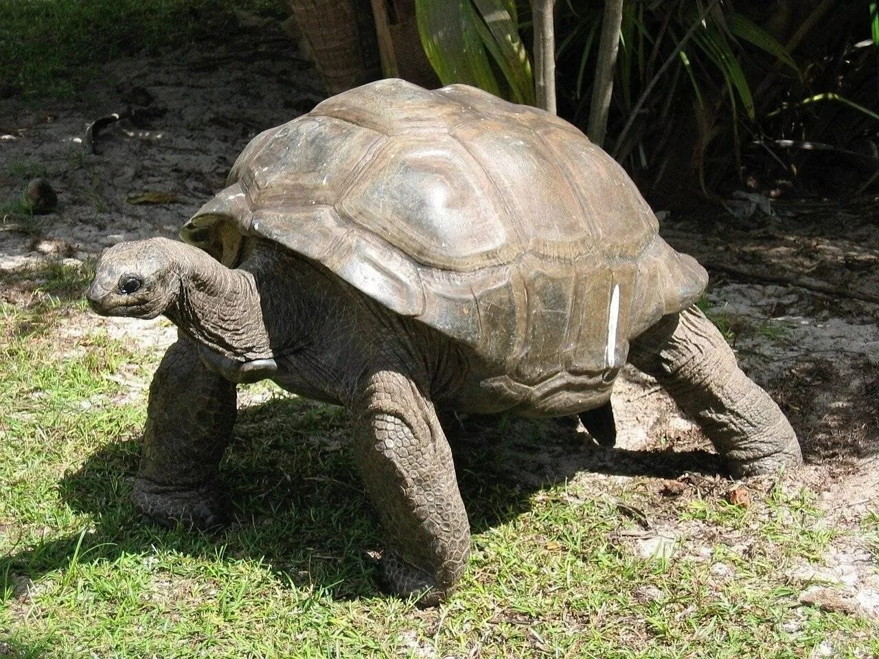 Old turtle
