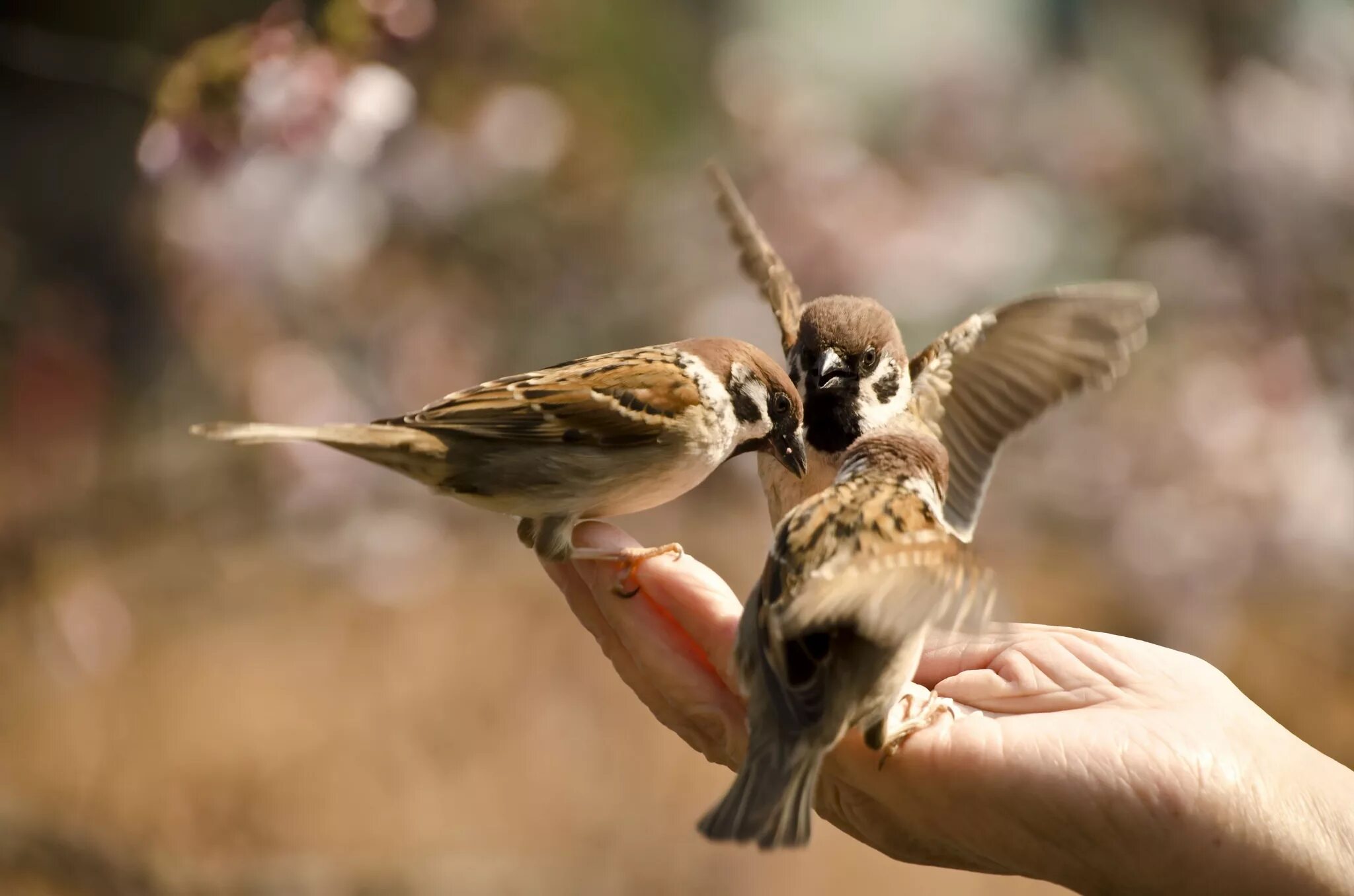 Воробей на руке. Птица на ладони. Птичка на руке. Воробей на ладошке. Bird in hand