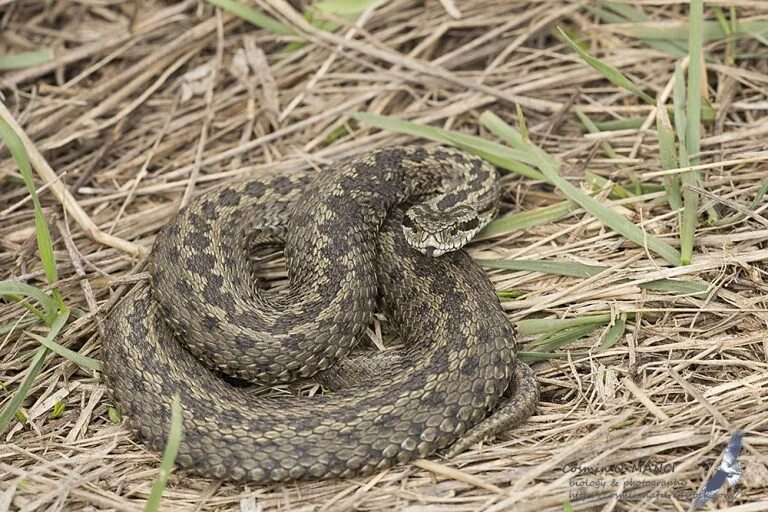 Степная гадюка (Vipera Renardi). Гадюка Степная - Vipera Ursini. Гадюка Степная Восточная Pelias Renardi. Степная гадюка (Vipera Ursini Renardi)..