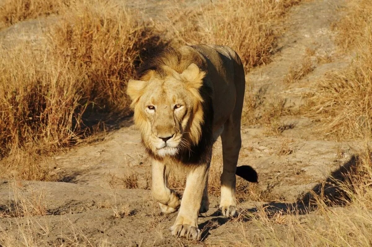 Азиатский (Гирский) Лев. Юго Западный Африканский Лев. Гирский лес львы. Panthera Leo persica.