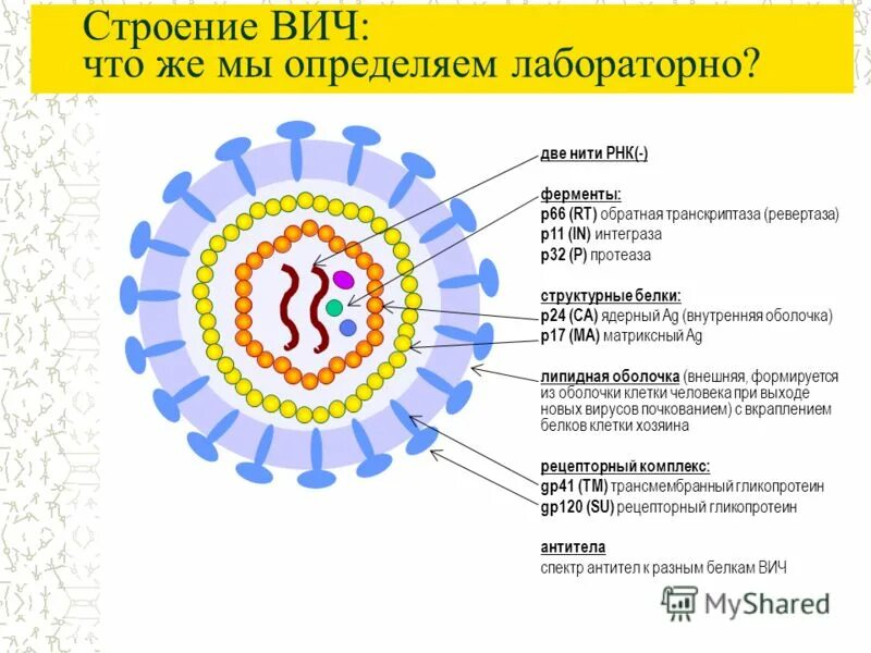 Ферменты п