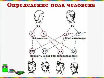 Люди с мужским и женским полом