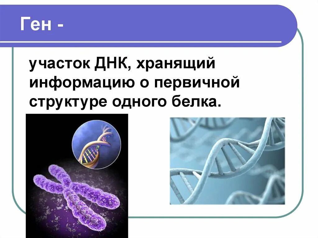 Ген для презентации. Ген и генетика. Понятие о геноме. Презентация по генетике.