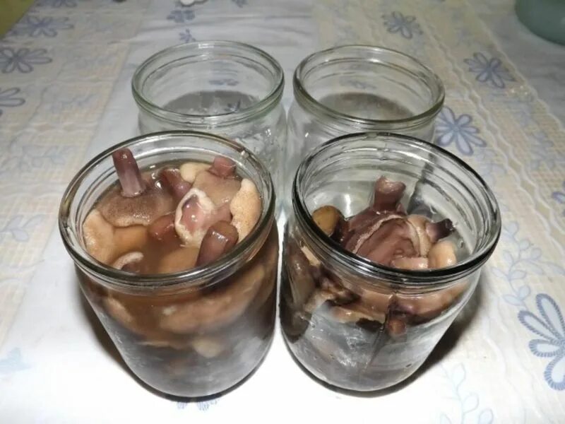 Засолка маслят горячим способом на зиму. Маслята маринованные на зиму. маслята на зиму. рядовки маринованные. маслята в банке.