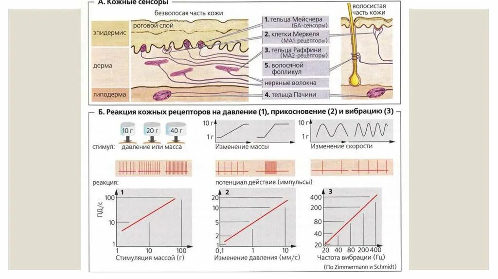 Механизм возбуждения механорецепторов кожи схема. Механизм возбуждения кожных рецепторов. Расположение кожные механорецепторы анализатор. Механизмы возбуждения кожных рецепторов физиология.