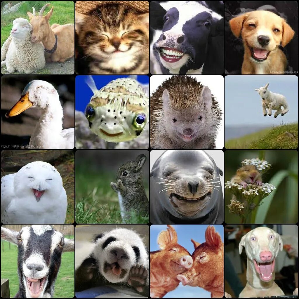 Узнавать про животных. Домашние животные коллаж. Животные на одной картинке. Множество животных. Несколько животных на одной картинке.